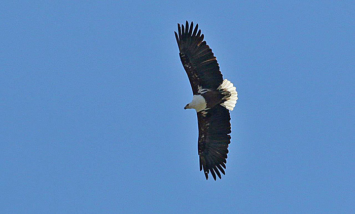 Fish Eagle