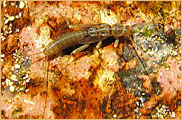 Plecoptera